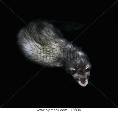 Female Domestic Ferret