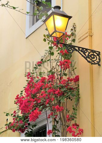 Lamp post attached to building with Bouganvilla flowers growing around it
