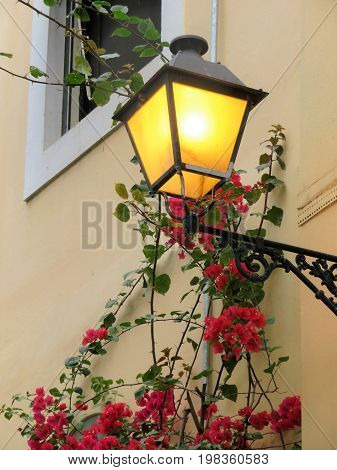 Lamp post attached to building with Bouganvilla flowers growing around it