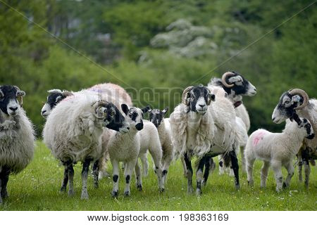 Sheep above Windermere in English Lake District