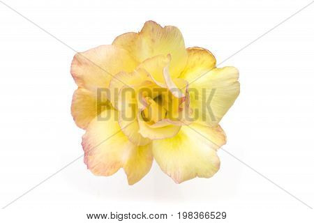 Single azalea flowers isolated on white background