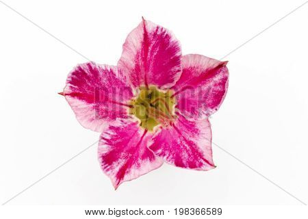 Single azalea flowers isolated on white background