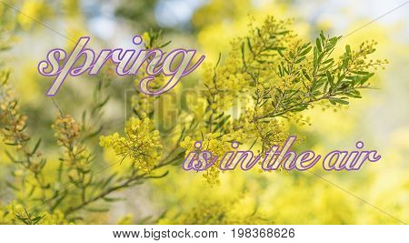 Spring time in Australia with yellow wattle flowers blossoming and bokeh background and text 'spring is in the air'