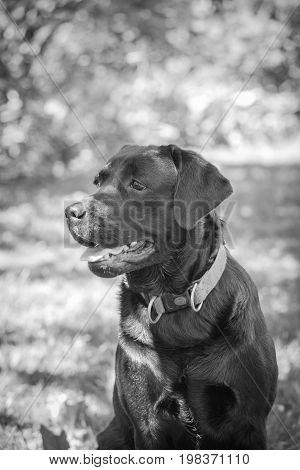 Black and white picture of labrador retriever sitting in forest