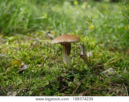 Toadstool Amd Snail In Forest Amanita Fulva