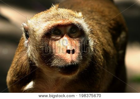 Macaques constitute a genus (Macaca) of Old World monkeys of the subfamily Cercopithecinae. The 23 species of macaques are widespread over Earth.