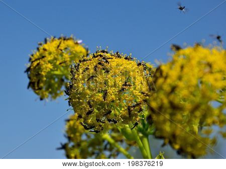 Small flies on the flowered spheres of fennel