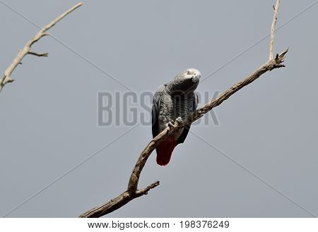 African grey parrot perched on dry tree branch