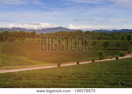 Green tea plantation over hight hill with mountain background nautral landscape background