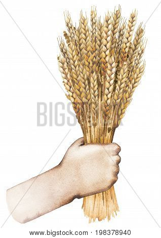 Watercolor hand holding the bunch of malt isolated on white background