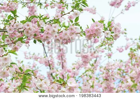 The late varieties of Japanese Sakura that grow in northern Europe
