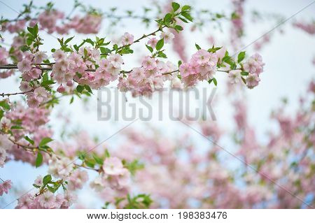 The late varieties of Japanese Sakura that grow in northern Europe