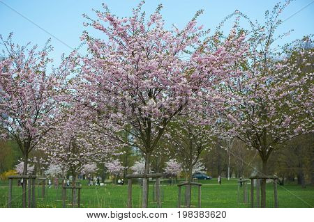 The late varieties of Japanese Sakura that grow in northern Europe
