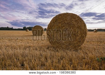 Straw bales after harvest at sunset time