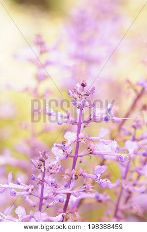 Small purple flowers in a garden with shallow depth of field