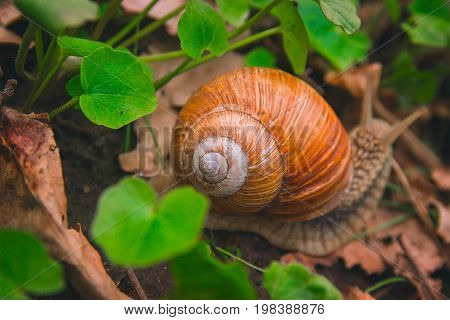 Snail Shell Horns Nature Sunny day Macro