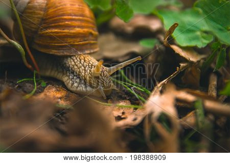 Snail Shell Horns Nature Sunny day Macro