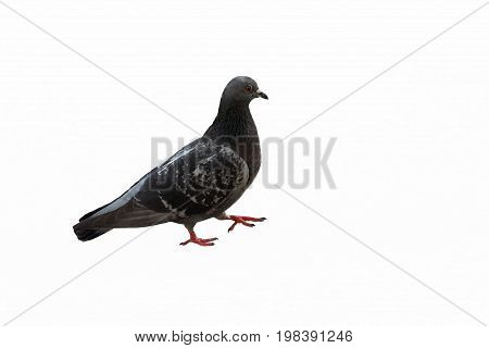 pigeon in the street on white background