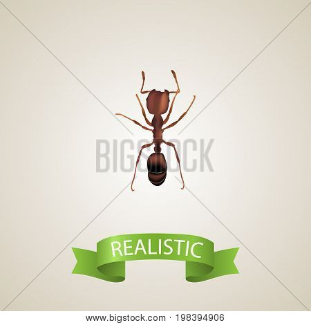 Realistic Ant Element. Vector Illustration Of Realistic Emmet Isolated On Clean Background