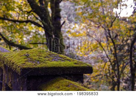 An old mossy bridge in a forest.