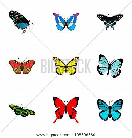 Realistic Lexias, Archippus, Morpho Hecuba And Other Vector Elements