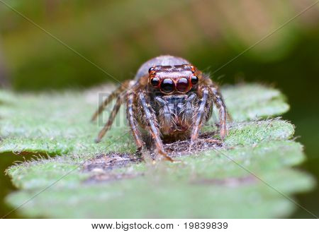 Jumping Spider