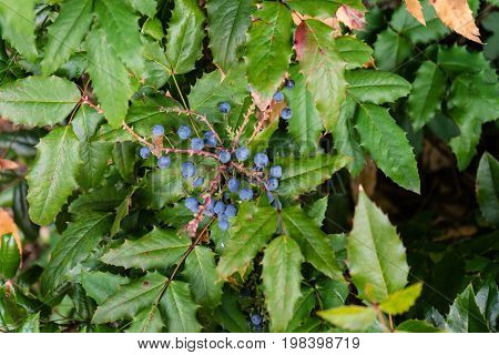 blue berry shrub close up in summer