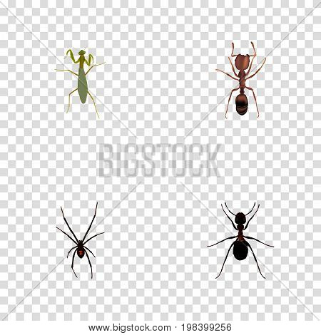 Realistic Grasshopper, Ant, Emmet And Other Vector Elements