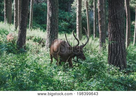 Mountain deer in the forest among the grass. Altaic deer maral