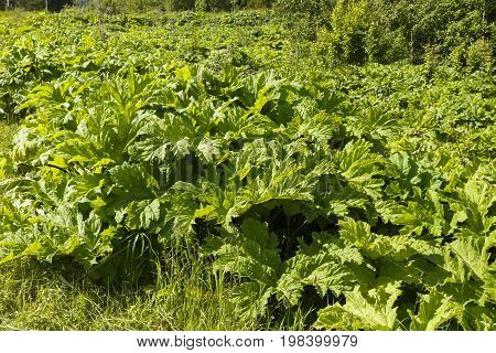 Green heracleum, cow-parsnip plant in summer, Heracleum sosnowskyi