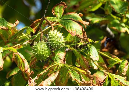 Chestnut On Tree close up of fruit in autumn