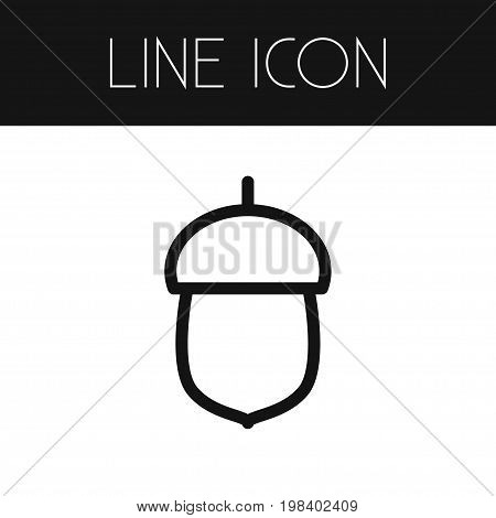 Oak Vector Element Can Be Used For Nut, Oak, Hazelnut Design Concept.  Isolated Nut Outline.