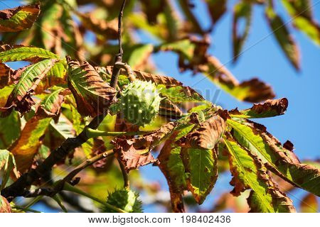 Chestnut On Tree close up of fruit in autumn