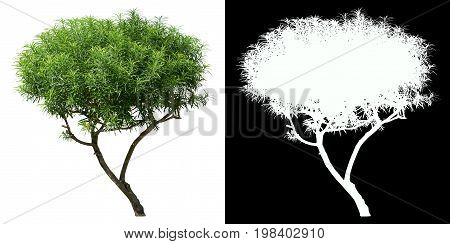 Oleander tree isolated on white with alpha channel mask for easy selection