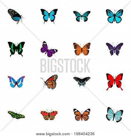 Realistic Papilio Ulysses, Sangaris, Morpho Hecuba And Other Vector Elements