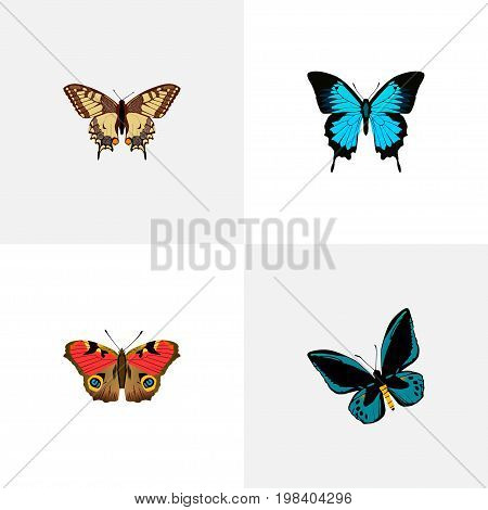Realistic American Painted Lady, Demophoon, Papilio Ulysses And Other Vector Elements