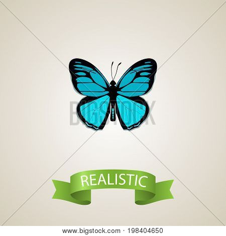 Realistic Papilio Ulysses Element. Vector Illustration Of Realistic Sky Animal Isolated On Clean Background