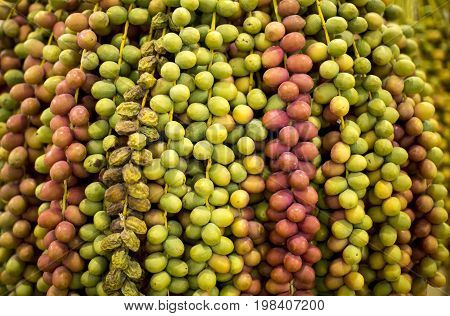 New Season Dates At The Liwa Date Festival