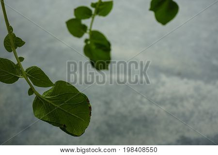 patato plant close up with concrete background capsicum annuum