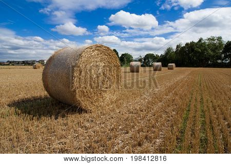 Straw bales are standing in the sun after the harvest in late summer