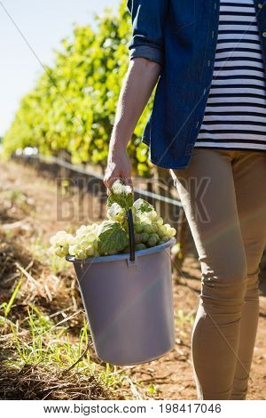 Mid section of female vintner holding harvested grapes in bucket at vineyard