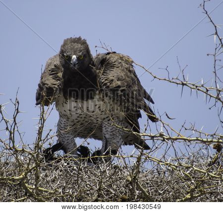 Martial Eagle in a mid afternoon with its hunt, a bird in its talons on the nest, in Serengeti national Park, Tanzania