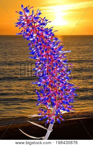 aechmea dichlamydea var trinitensis with a Mediterranean sunset