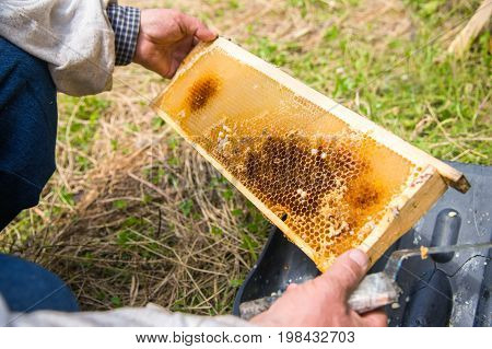 The beekeeper cuts the bad honeycomb with the drones inside