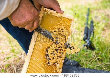The beekeeper cuts the bad honeycomb with the drones inside