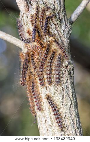 Large hoard of gypsy moth caterpillar infesting a oak tree limb.