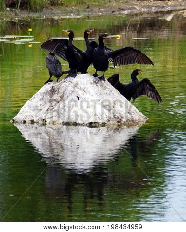 A flock of double crested cormorants (Phalacrocorax auritus) stands on a rock in a retention pond in Plainfield, Illinois, during June.