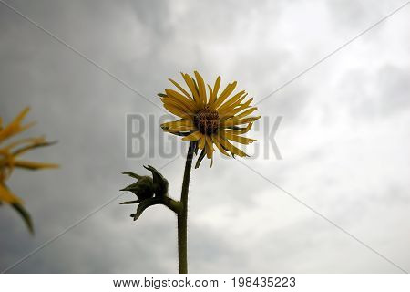 A compass plant (Silphium laciniatum) blooms in a field in Plainfield, Illinois during June.