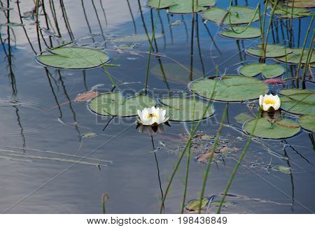 Water Lilies In The Water