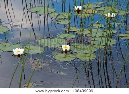 Water lilies in the water. Kenozerye. Arkhangelsk region,  Russia
